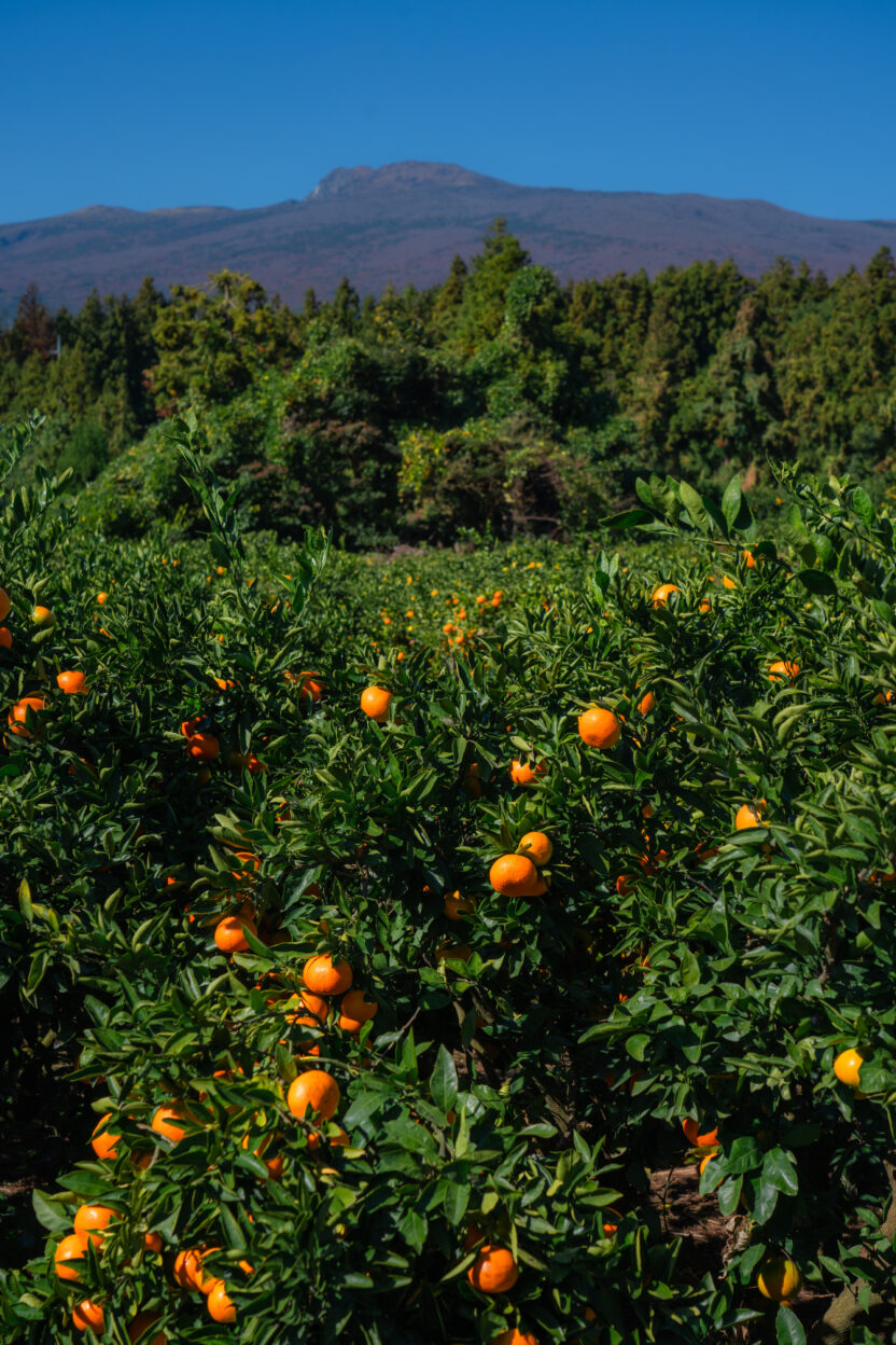 %EB%86%8D%EC%9E%A501