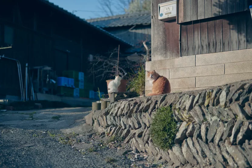 ae7ae12e 0c31 446e a1eb 7f3f9f6b6075