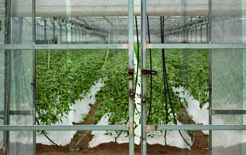 브랜드가 영근 토마토 밭 그래도팜 원승현 4 220426000000169 O