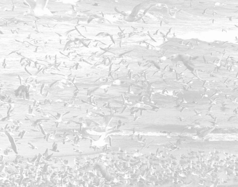 tb051 bhm2011 gelatin silver print 2019 3 min