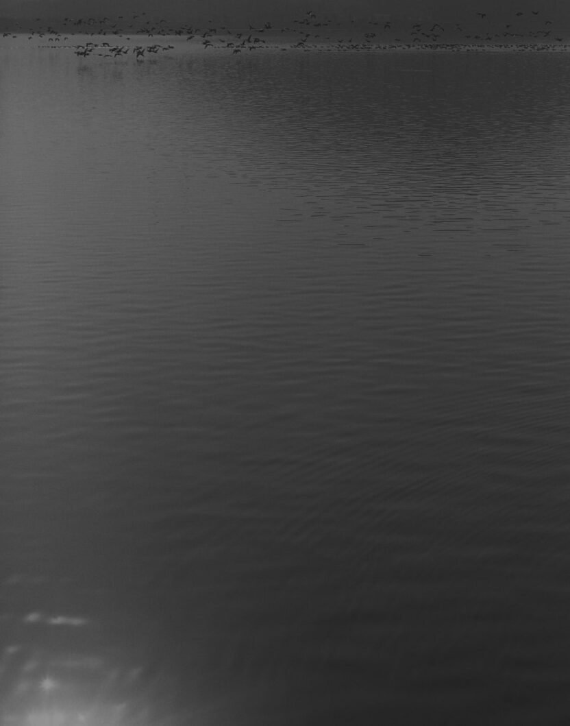 tb116 bhm2019 gelatin silver print 2019 2