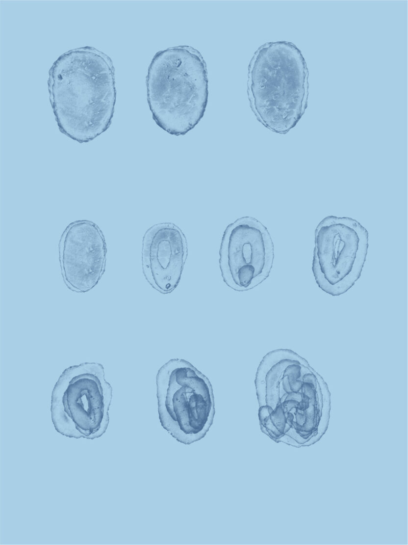 %ED%94%8C%EB%9E%9C%ED%83%80%EB%8B%88%EC%95%84%EC%99%80 %ED%95%A8%EA%BB%98 %EA%B3%B5%EC%A1%B4%ED%95%98%EB%8A%94 %EC%8B%9D%EB%AC%BC